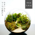 沢のせせらぎ — 南信州産 苔テラリウム 完成品