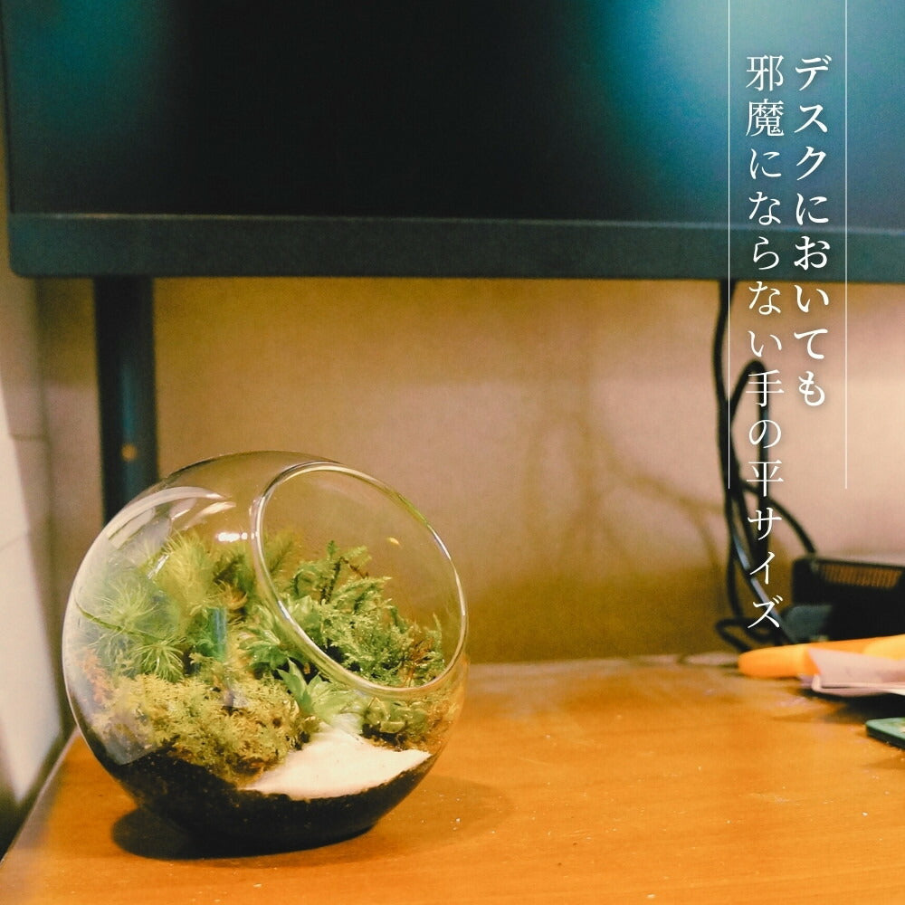 沢のせせらぎ — 南信州産 苔テラリウム 完成品