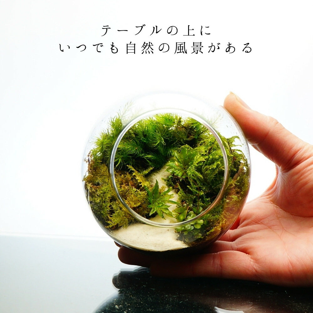 沢のせせらぎ — 南信州産 苔テラリウム 完成品