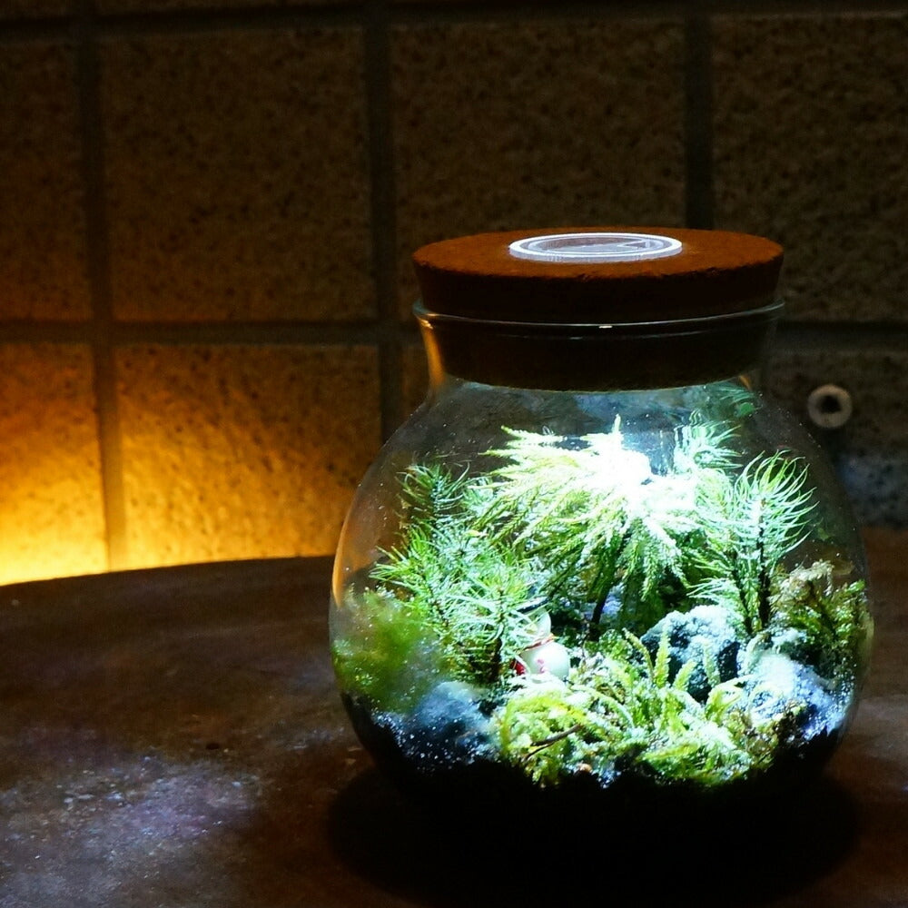 マフラーを忘れた日 — 南信州産 苔テラリウム 完成品 LEDライト付