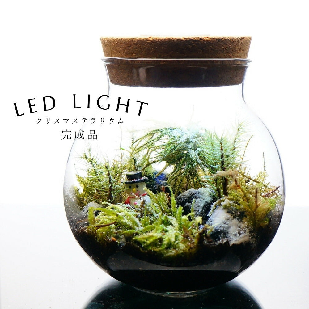マフラーを忘れた日 — 南信州産 苔テラリウム 完成品 LEDライト付