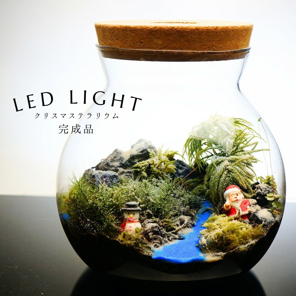 窓の外はまだ降っている — 南信州産 苔テラリウム 完成品 LEDライト付