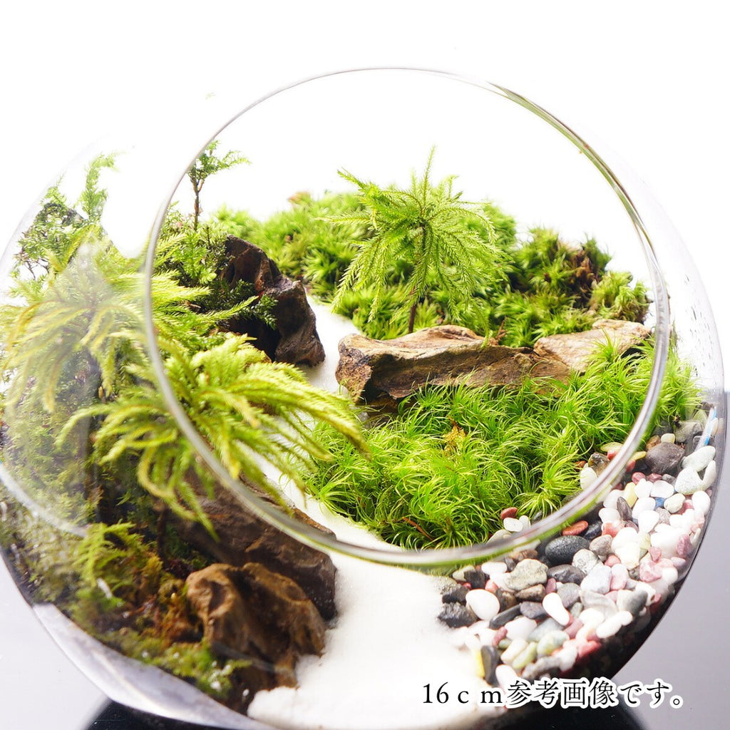 和風砂利 — 南信州産 苔テラリウム 完成品