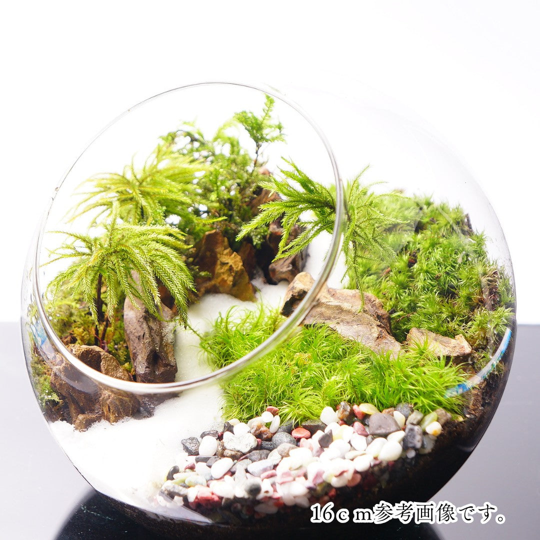 和風砂利 — 南信州産 苔テラリウム 完成品