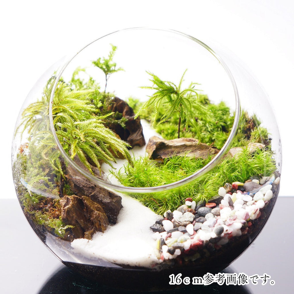 和風砂利 — 南信州産 苔テラリウム 完成品
