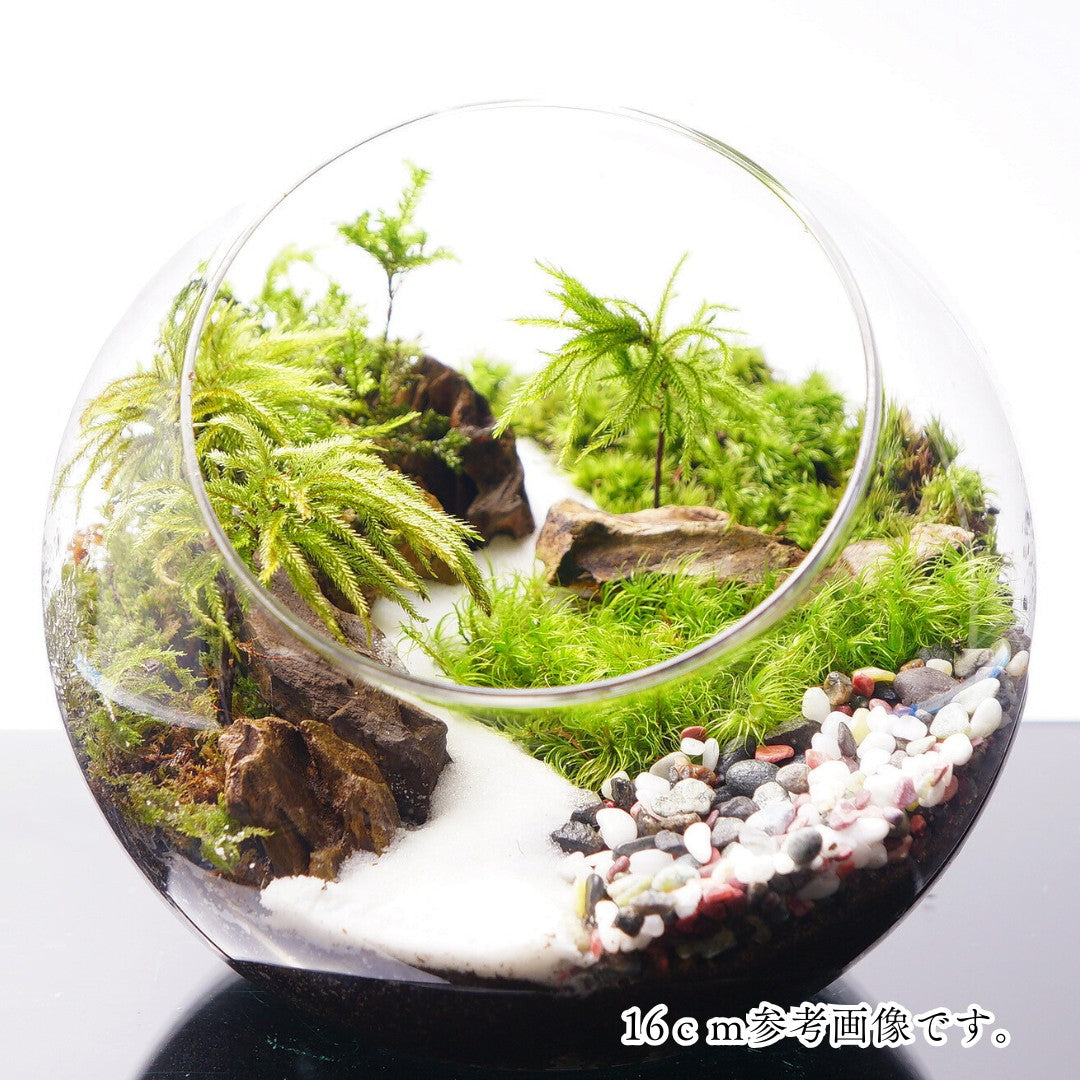 和風砂利 — 南信州産 苔テラリウム 完成品
