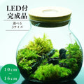 和風庭園 — 南信州産 苔テラリウム 完成品 LEDライト付