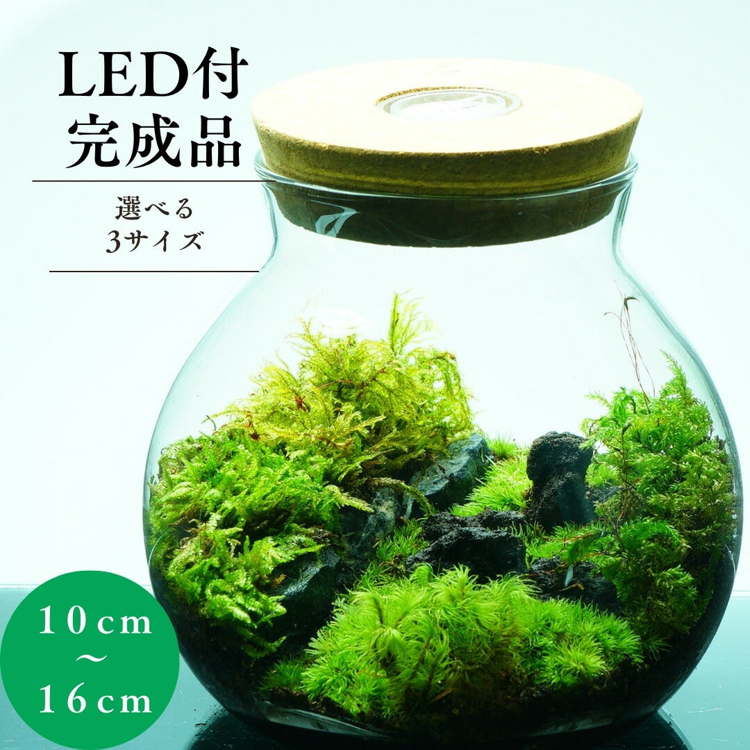 和風庭園 — 南信州産 苔テラリウム 完成品 LEDライト付