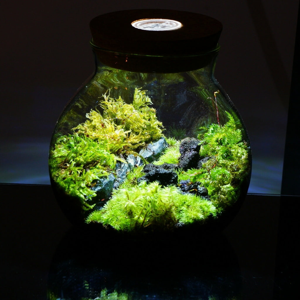 和風庭園 — 南信州産 苔テラリウム 完成品 LEDライト付
