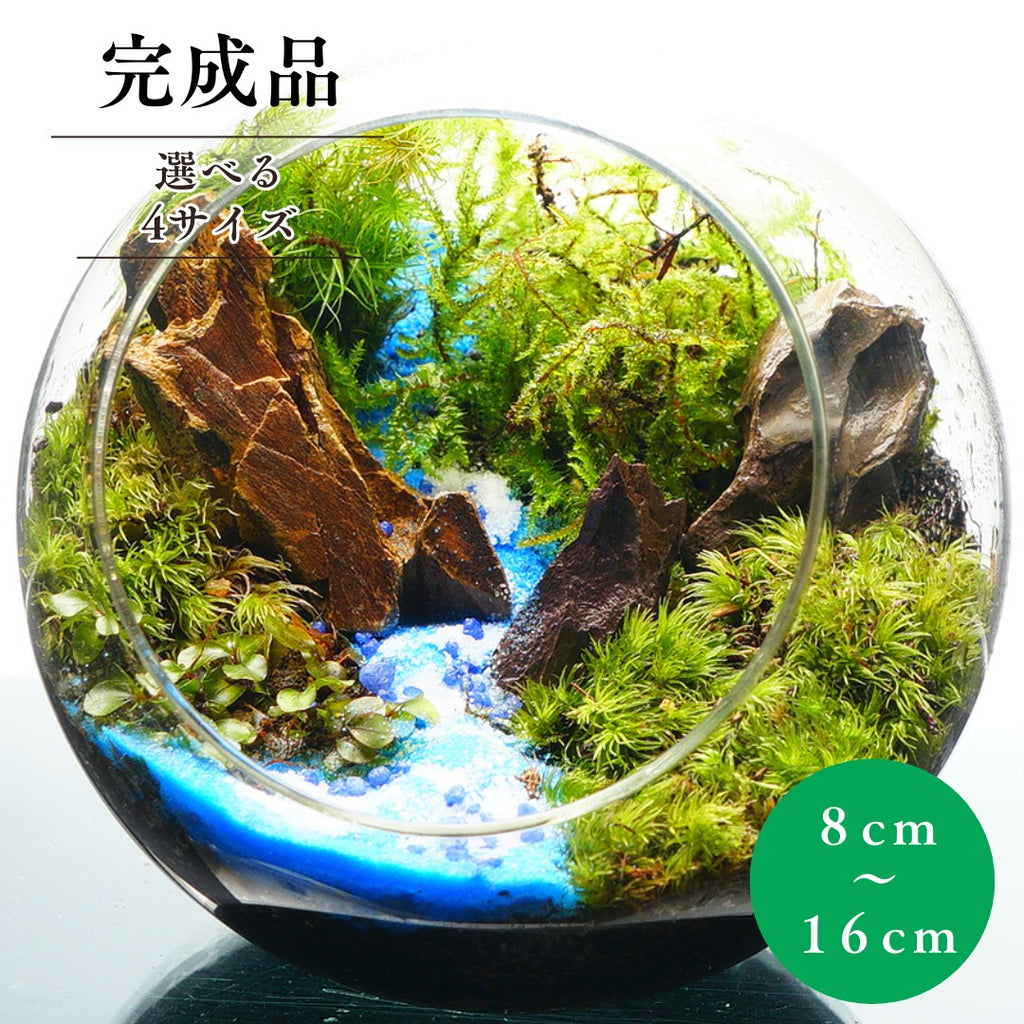 水の声を辿って — 南信州産 苔テラリウム 完成品