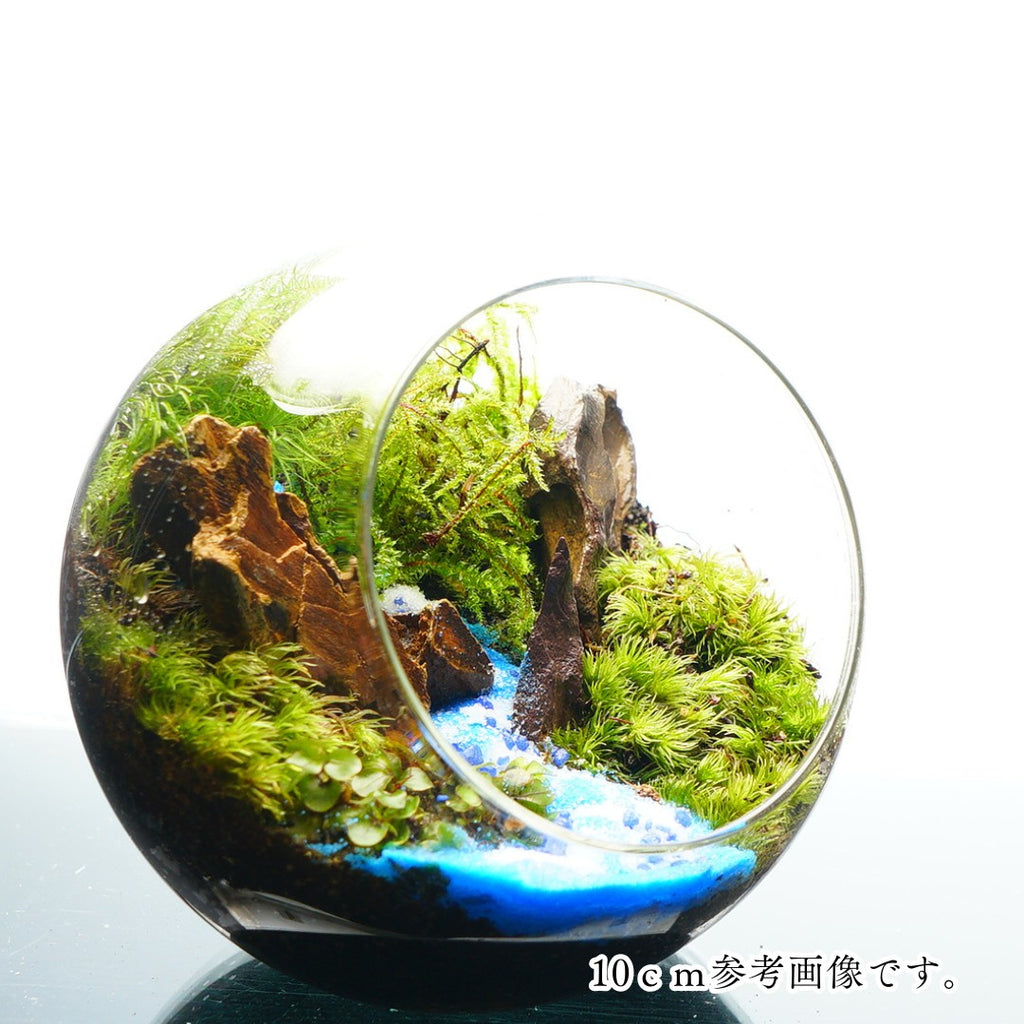 この川を知っている — 南信州産 苔テラリウム 完成品