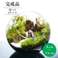 渓谷の風景 — 南信州産 苔テラリウム 完成品