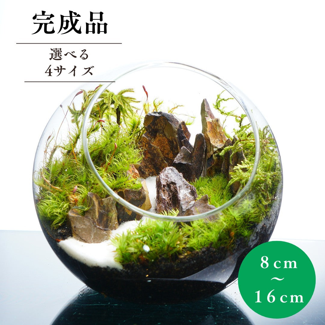 渓谷の風景 — 南信州産 苔テラリウム 完成品