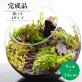 階段の向こうに — 南信州産 苔テラリウム 完成品 LEDライト付