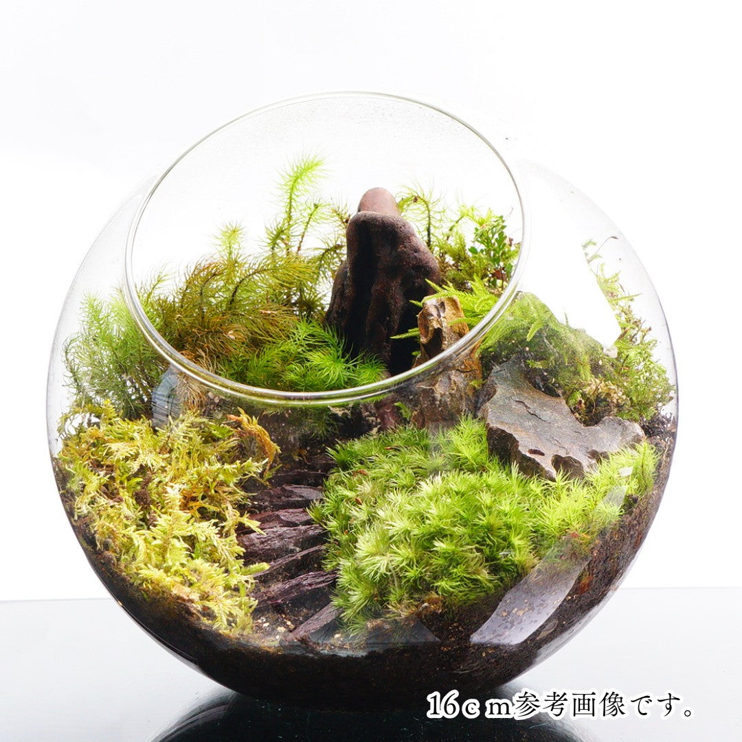 階段の向こうに — 南信州産 苔テラリウム 完成品 LEDライト付