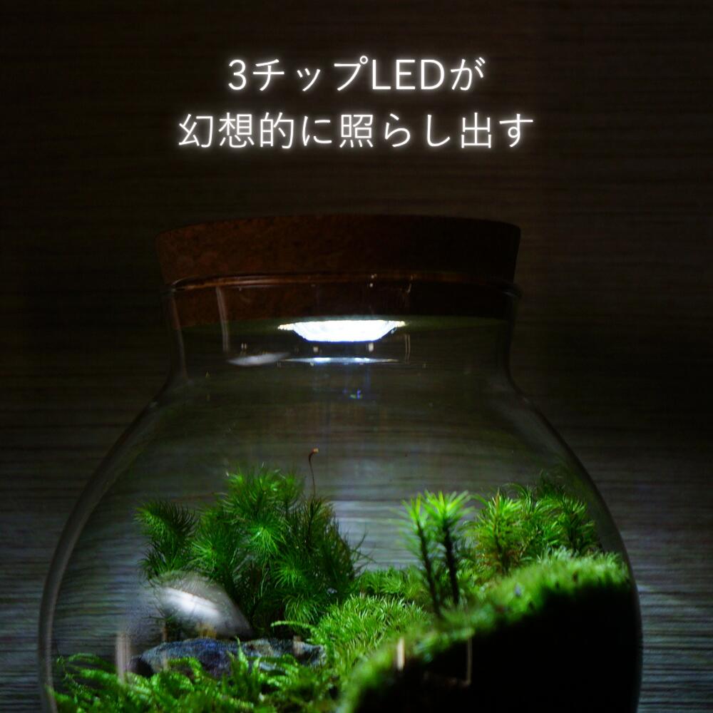 読みかけの文庫本 — 南信州産 苔テラリウム 完成品 LEDライト付