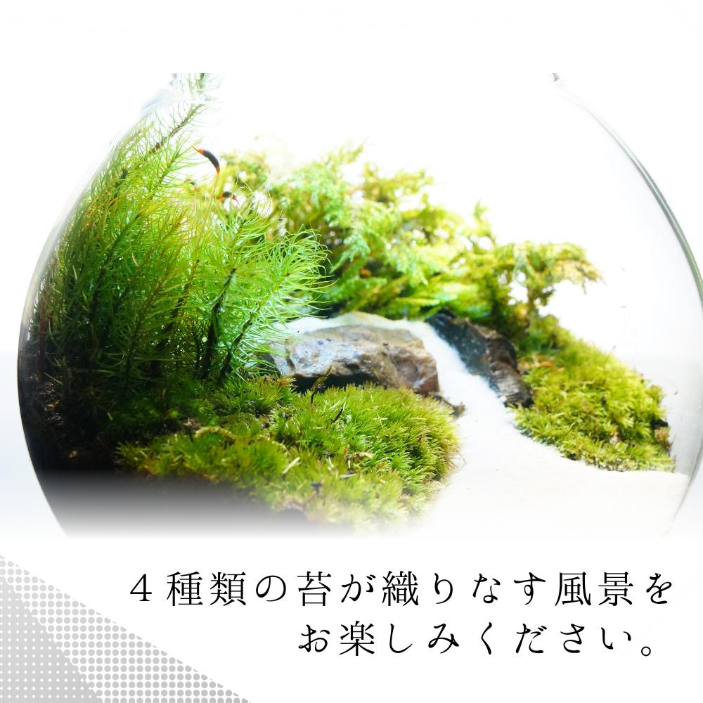 川の流れる風景 — 南信州産 苔テラリウム 完成品 LEDライト付