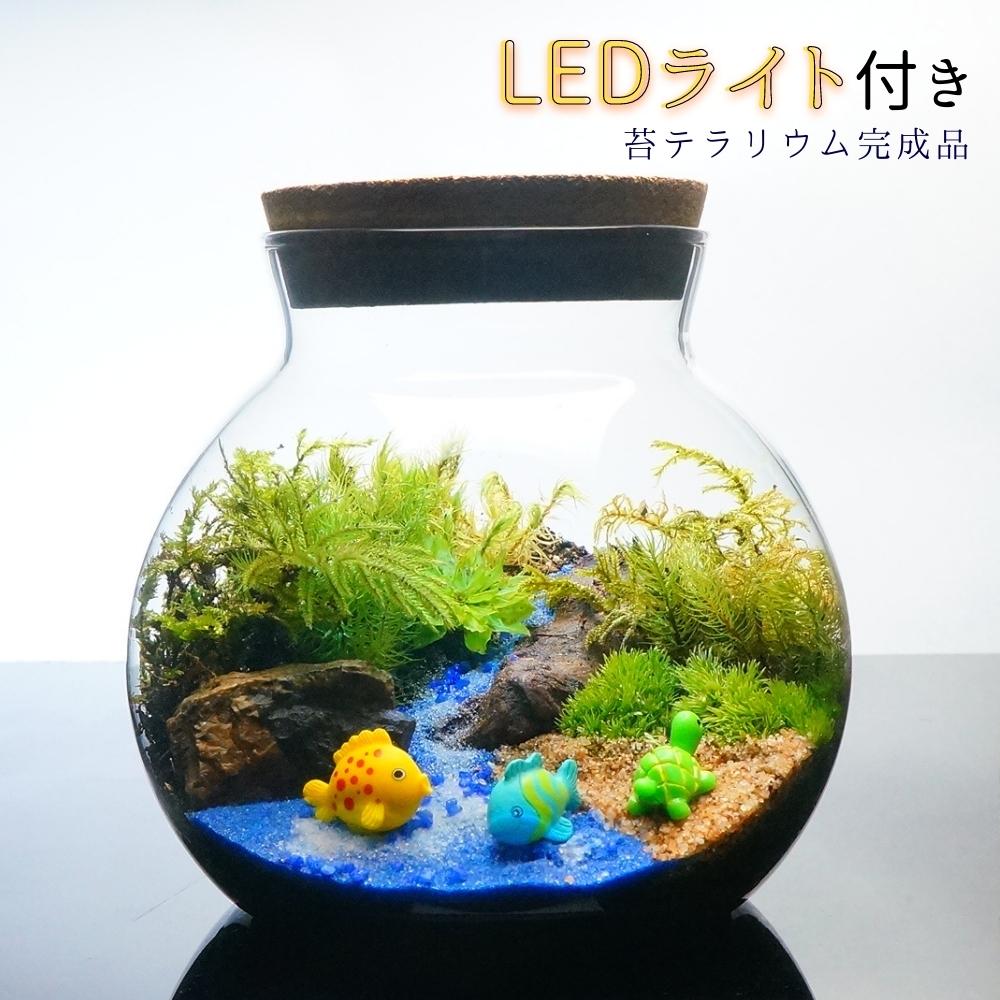 Itoi執筆レポート: 海へ流れる沢 — 南信州産 苔テラリウム 完成品 LEDライト付