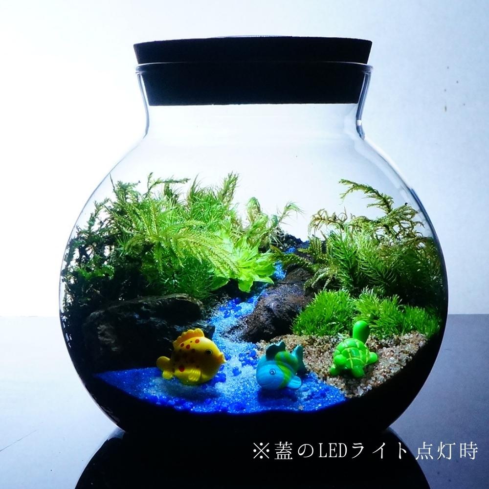 海へ流れる沢 — 南信州産 苔テラリウム 完成品 LEDライト付