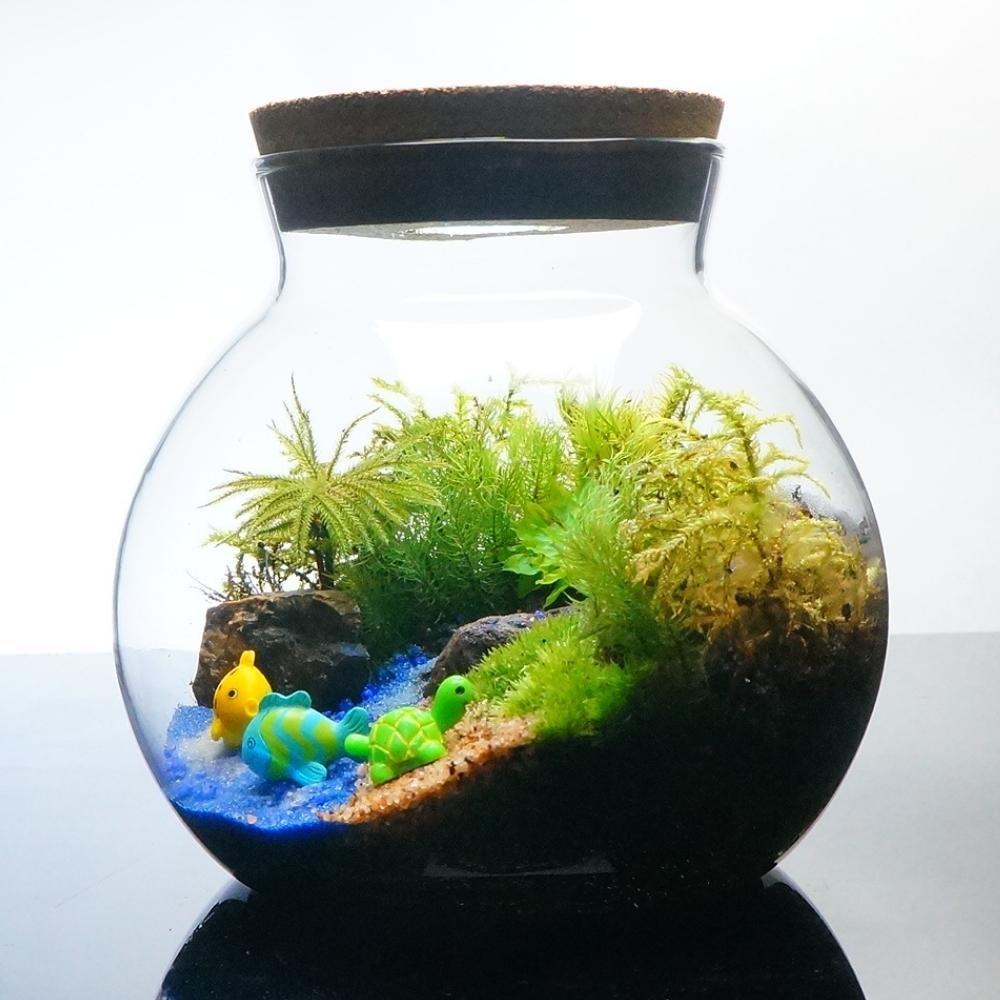 海へ流れる沢 — 南信州産 苔テラリウム 完成品 LEDライト付