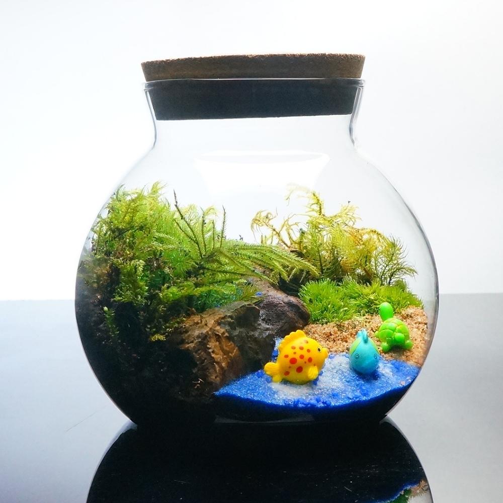 海へ流れる沢 — 南信州産 苔テラリウム 完成品 LEDライト付