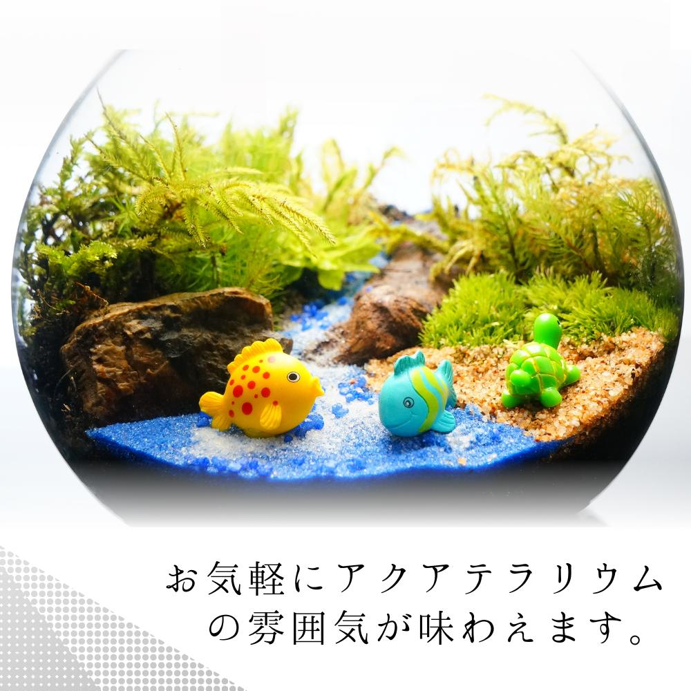 海へ流れる沢 — 南信州産 苔テラリウム 完成品 LEDライト付