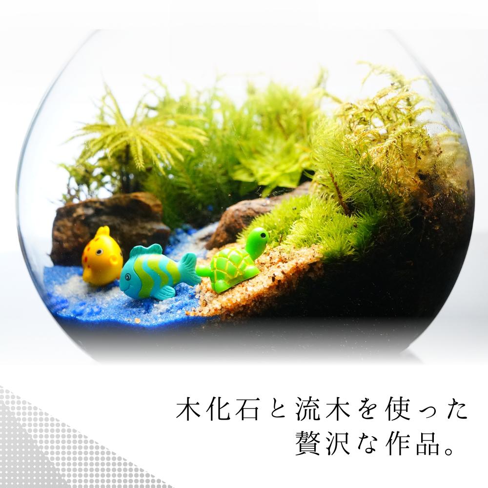 海へ流れる沢 — 南信州産 苔テラリウム 完成品 LEDライト付