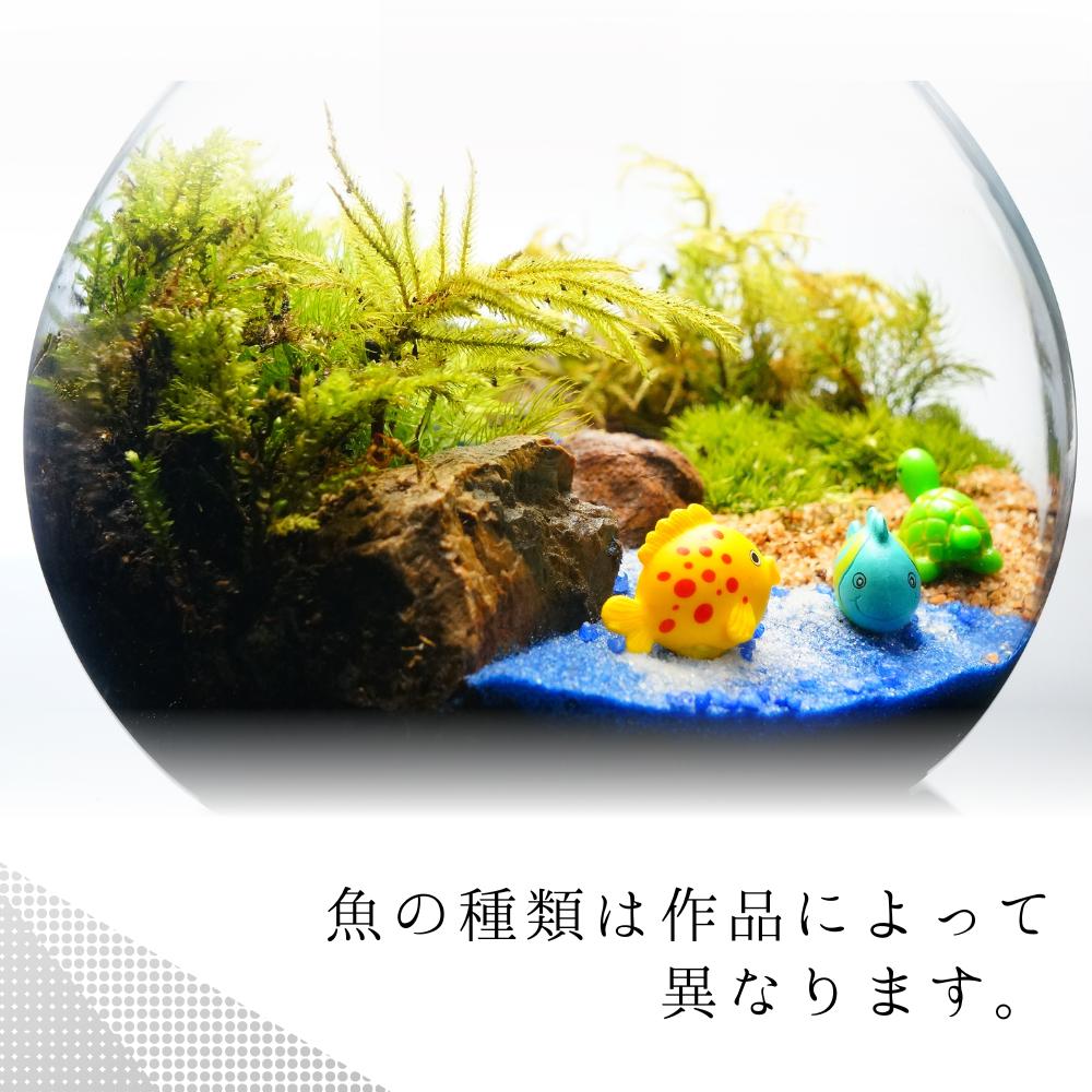 海へ流れる沢 — 南信州産 苔テラリウム 完成品 LEDライト付